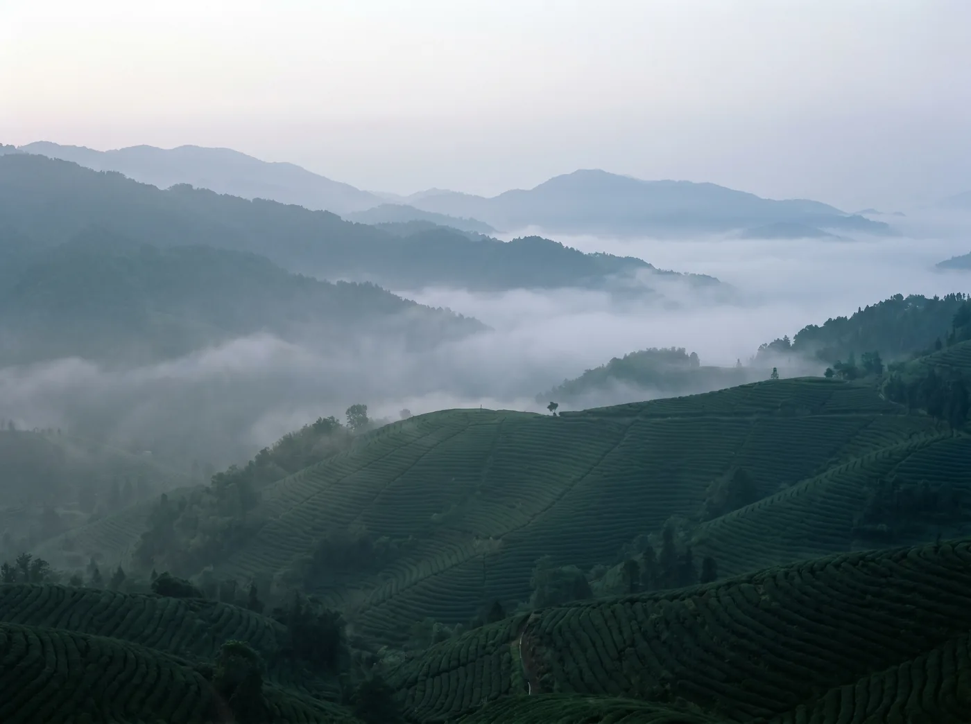 Misty high-mountain tea terraces at dawn